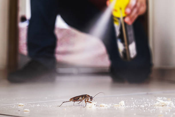 Best Wasp Removal Services  in Castle Rock, CO