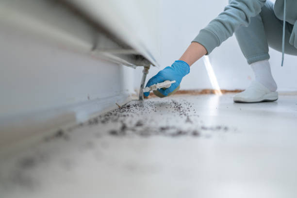 Best Ant Control Services  in Castle Rock, CO